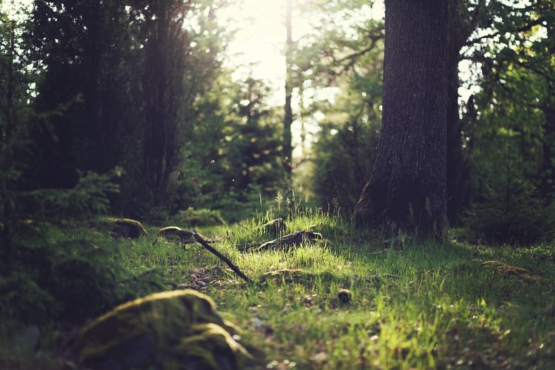 Magic Forest Clearings